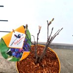 Muchovník jelšolistý (Amelanchier alnifolia) ´SASKATOON BERRY ´®- výška 20-30 cm, kont C4L - VIACKMENNÝ